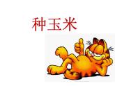 人教版音乐小学二年级上册《种玉米》课件02