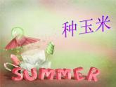 人教版音乐小学二年级上册《种玉米》课件03