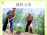 人教版音乐小学二年级上册《种玉米》课件03