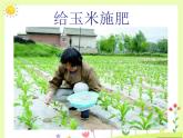 人教版音乐小学二年级上册《种玉米》课件03