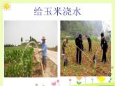 人教版音乐小学二年级上册《种玉米》课件03