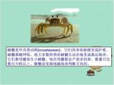 人教版音樂二年級下冊《螃蟹歌》課件2