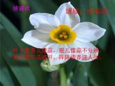 人教版音乐三年级上册《对鲜花》课件1