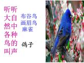 人教版音乐三年级上册《白鸽》课件03
