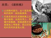 滚核桃PPT课件免费下载