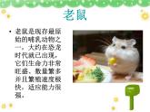 老鼠和大象PPT課件免費(fèi)下載