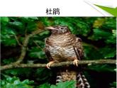 人教版音乐二年级下册《杜鹃圆舞曲》课件1
