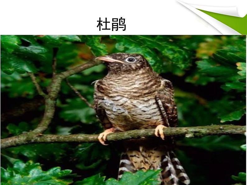 人教版音乐二年级下册《杜鹃圆舞曲》课件102