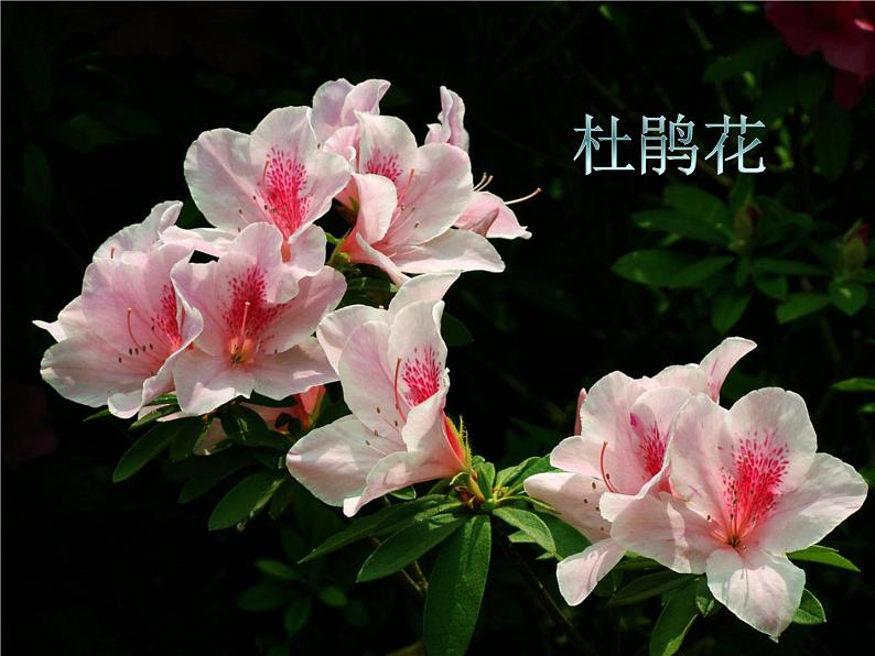 人教版音乐二年级下册《杜鹃圆舞曲》课件103