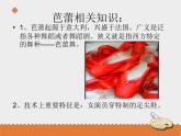 小学音乐花城版三年级上册 欣赏 管弦乐曲《四小天鹅舞曲》课件+教案+素材