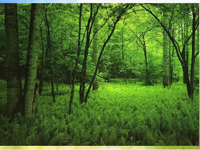 小学三年级上册音乐-1我们爱森林-西师大版(11张)ppt课件03