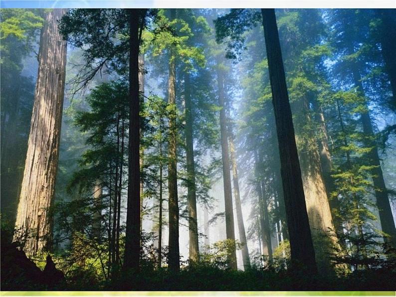 小学三年级上册音乐-1我们爱森林-西师大版(11张)ppt课件04