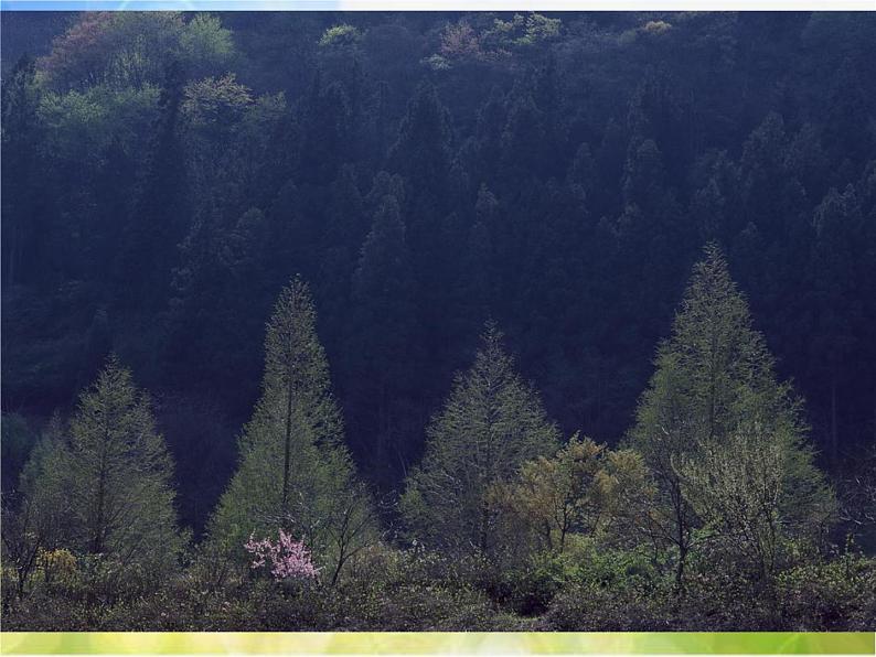 小学三年级上册音乐-1我们爱森林-西师大版(11张)ppt课件05