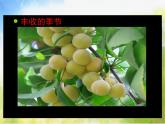 小学三年级上册音乐-4秋天来到了-西师大版(6张)ppt课件