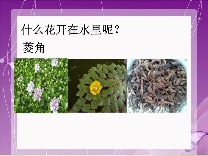 小学三年级上册音乐-第六单元《对鲜花》--人教新课标(14张)ppt课件07