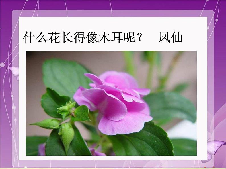 小学三年级上册音乐-第六单元《对鲜花》--人教新课标(14张)ppt课件08