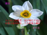 小学三年级上册音乐-第六单元《对鲜花》--人教新课标(18张)ppt课件