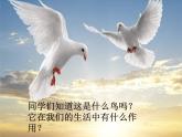 小学三年级上册音乐-第三单元《白鸽》--苏少版(12张)ppt课件