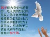 小学三年级上册音乐-第三单元《白鸽》--苏少版(12张)ppt课件