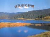 小学三年级上册音乐-金孔雀轻轻跳-接力版(12张)ppt课件