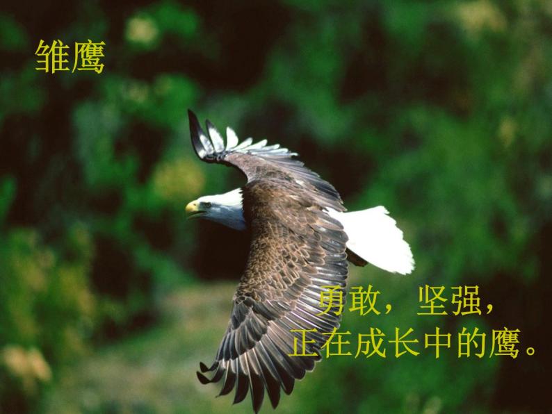 人音版五年级上册雏鹰之歌多媒体教学课件ppt-教习网|课件下载