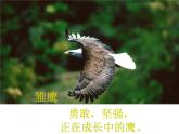 雏鹰之歌PPT课件免费下载