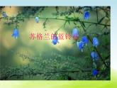 六年级音乐上册第七单元苏格兰的蓝铃花课件1苏少版