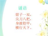 二年级音乐上册第10课螃蟹歌课件3花城版
