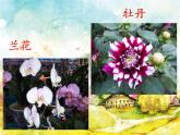 花城版小学音乐二年级下册1.2 歌曲《猜花》课件（24张）