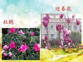 花城版小学音乐二年级下册1.2 歌曲《猜花》课件（24张）
