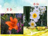 花城版小学音乐二年级下册1.2 歌曲《猜花》课件（24张）