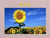 花城版小学音乐二年级下册1.2 歌曲《猜花》课件（9张）