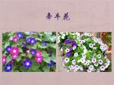 花城版小学音乐二年级下册1.2 歌曲《猜花》课件（9张）