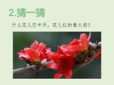花城版小学音乐二年级下册1.2 歌曲《猜花》课件（7张）