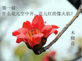 花城版小学音乐二年级下册1.2 歌曲《猜花》课件（10张）