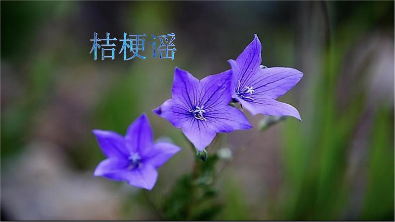花城版小学音乐三年级上册10.3 歌曲《桔梗谣》课件（14张，内嵌音频）01