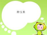 人教新課標二年級音樂上冊-第三單元 種玉米_（課件）
