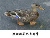 小鴨子PPT課件免費(fèi)下載