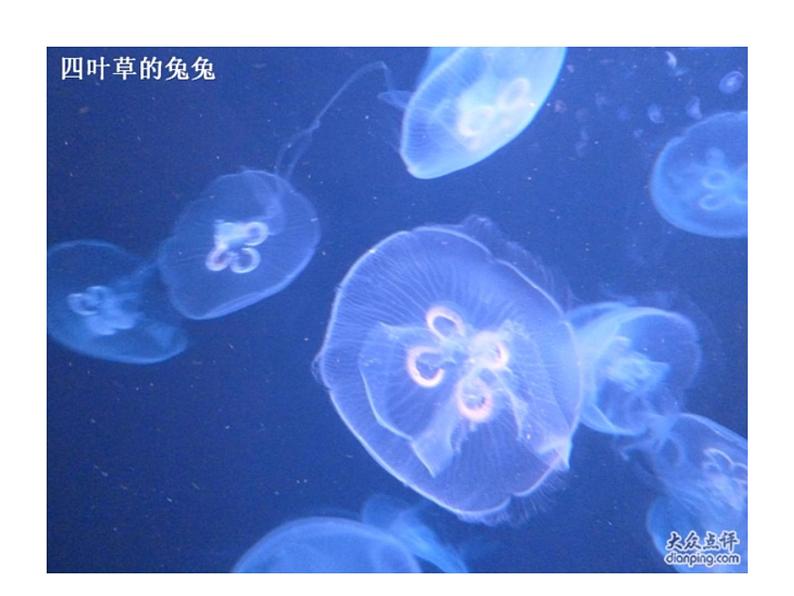 人教小学音乐一上《4.5水族馆》PPT课件04