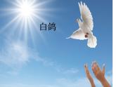 人教新课标三年级上册音乐第六单元 唱歌　白鸽-课件