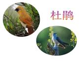 人教新課標三年級上冊音樂第一單元 愛唱歌的小杜鵑-課件