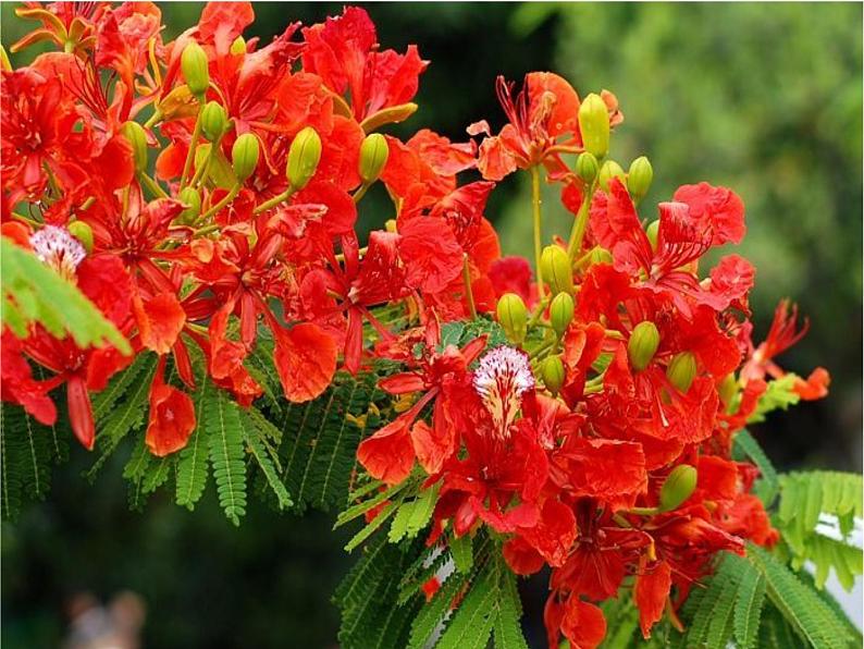 人教版新课标四年级上册音乐 第五单元 快乐的泼水节_1（课件）06