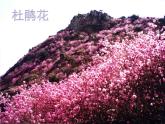六年级音乐上册第2课美丽的花儿课件湘艺版