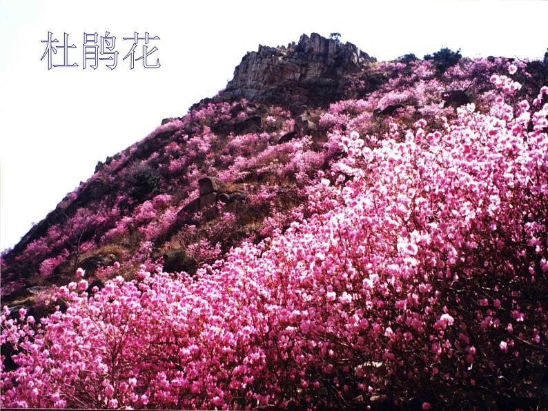 六年级音乐上册第2课美丽的花儿课件湘艺版03