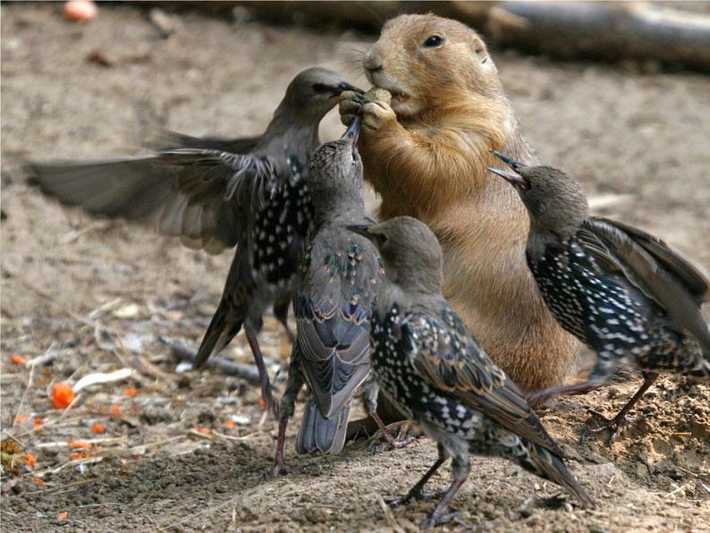 六年级音乐上册第5课土拨鼠课件湘艺版第5页