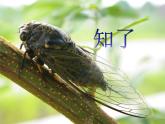 四年级音乐上册第1课知了课件湘艺版
