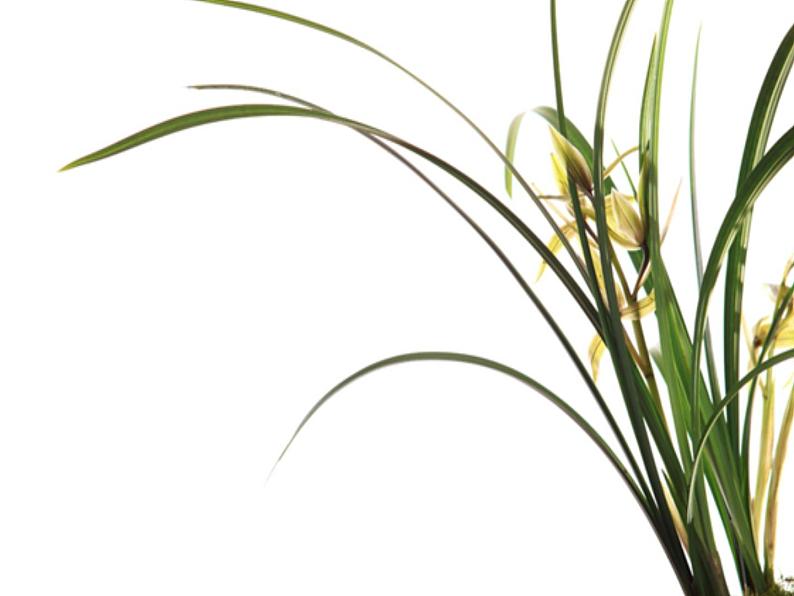 小学三年级上册音乐-兰花草-接力版(11张)ppt课件第6页