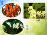 小学三年级上册音乐-第四单元采山谣八月桂花遍地开--苏少版(9张)ppt课件
