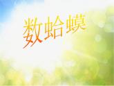 小学三年级上册音乐-第9课《数蛤蟆》--花城版(12张)ppt课件