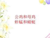 三年级音乐上册第9课公鸡和母鸡课件1花城版